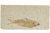 Detailed Fossil Fish (Knightia) - Wyoming #197792-1